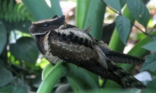 dragonbird1.
