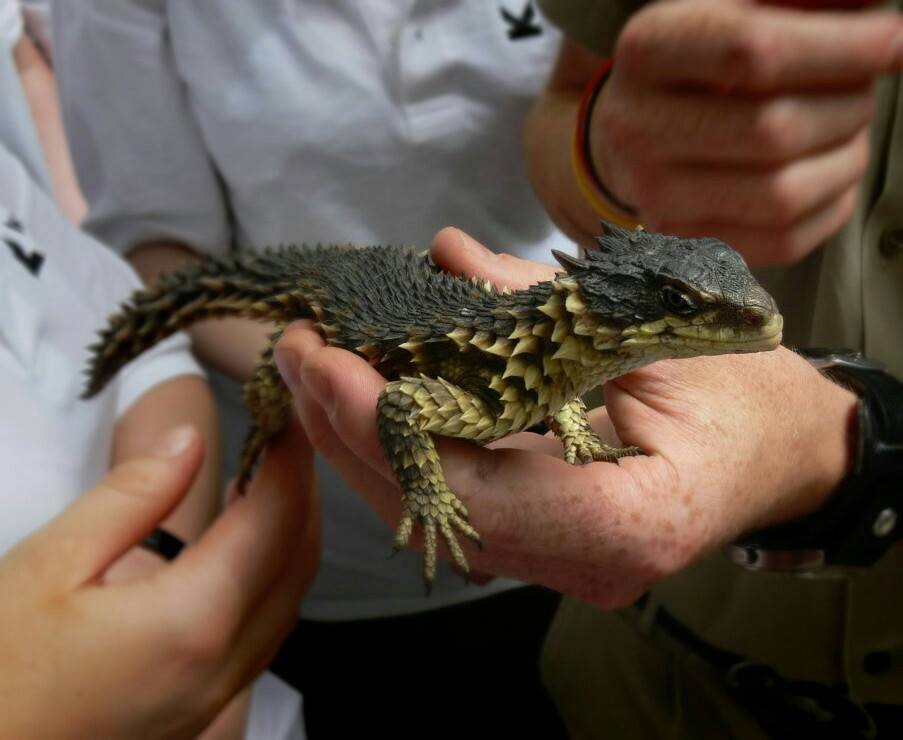 dragonsarereal.