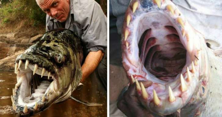 1584408661_527_A-Giant-Piranha-Has-Been-Caught-In-Congo-River-Big-Enough-To-Eat-A-Crocodile.
