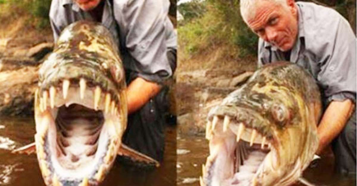 1584408661_916_A-Giant-Piranha-Has-Been-Caught-In-Congo-River-Big-Enough-To-Eat-A-Crocodile.