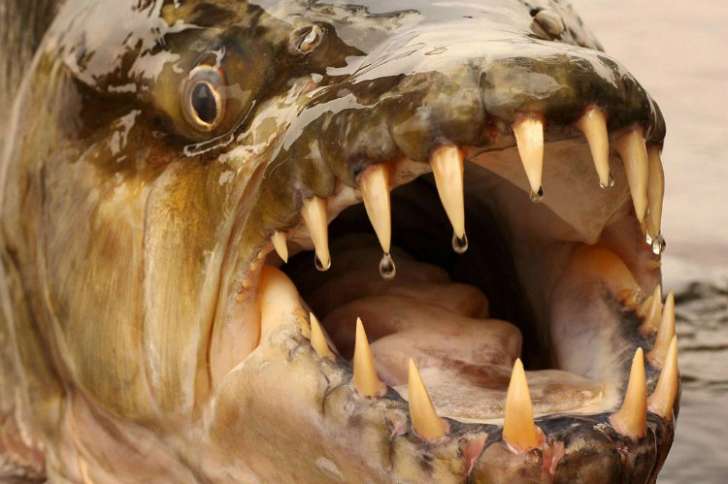 1584408662_833_A-Giant-Piranha-Has-Been-Caught-In-Congo-River-Big-Enough-To-Eat-A-Crocodile.