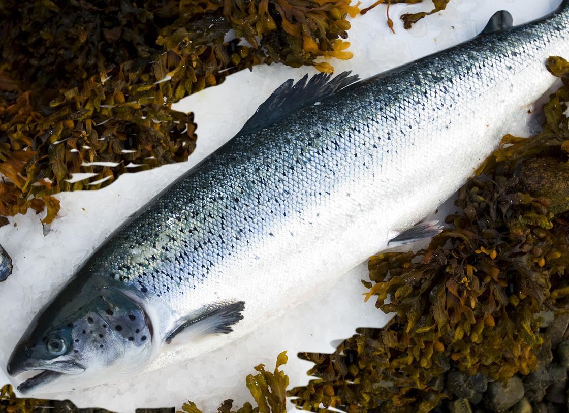 165354_Scottish-salmon[1].
