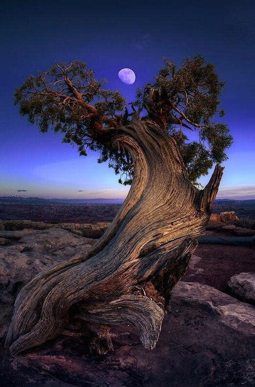 16may2022jupitertree600yearsold.
