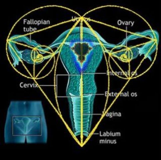2 phy spiralsovaries.