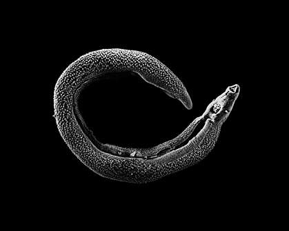 20080331-worm.