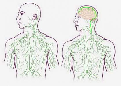 20150615-lymphatic.