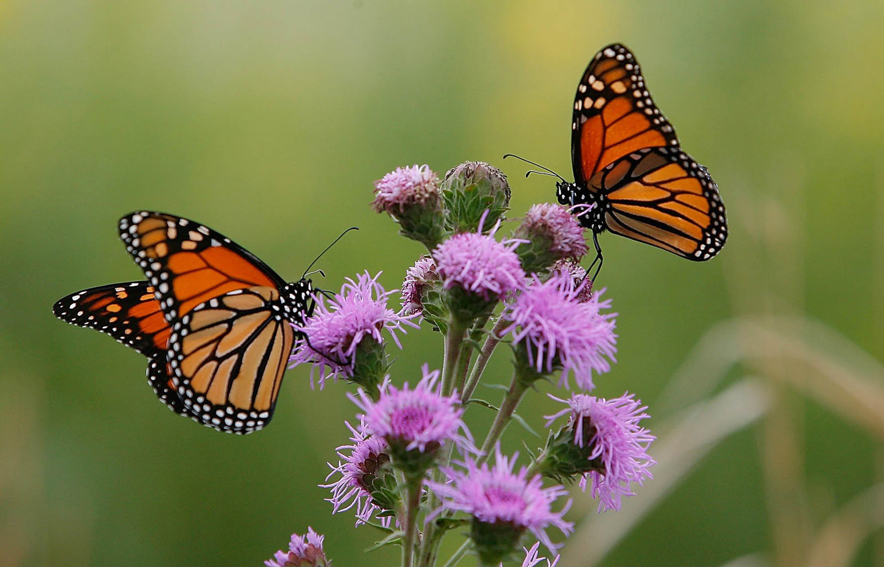 2butterflies.
