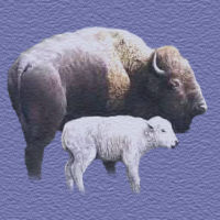 4dir-vbuffalo.