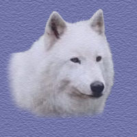 4dir-vwolf.