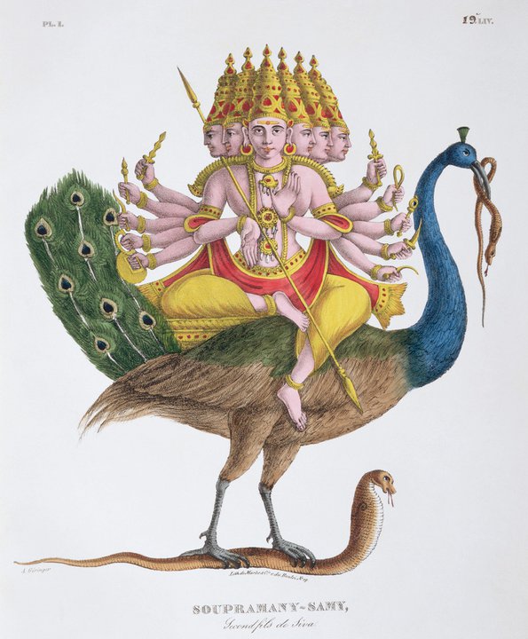 6headedpeacock.