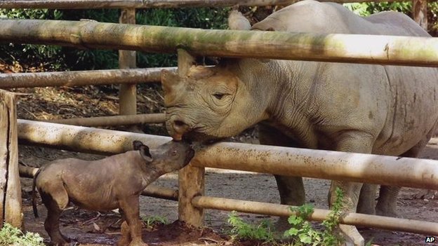 _56613791_blackrhino.