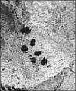 _871930_pleiades150-.