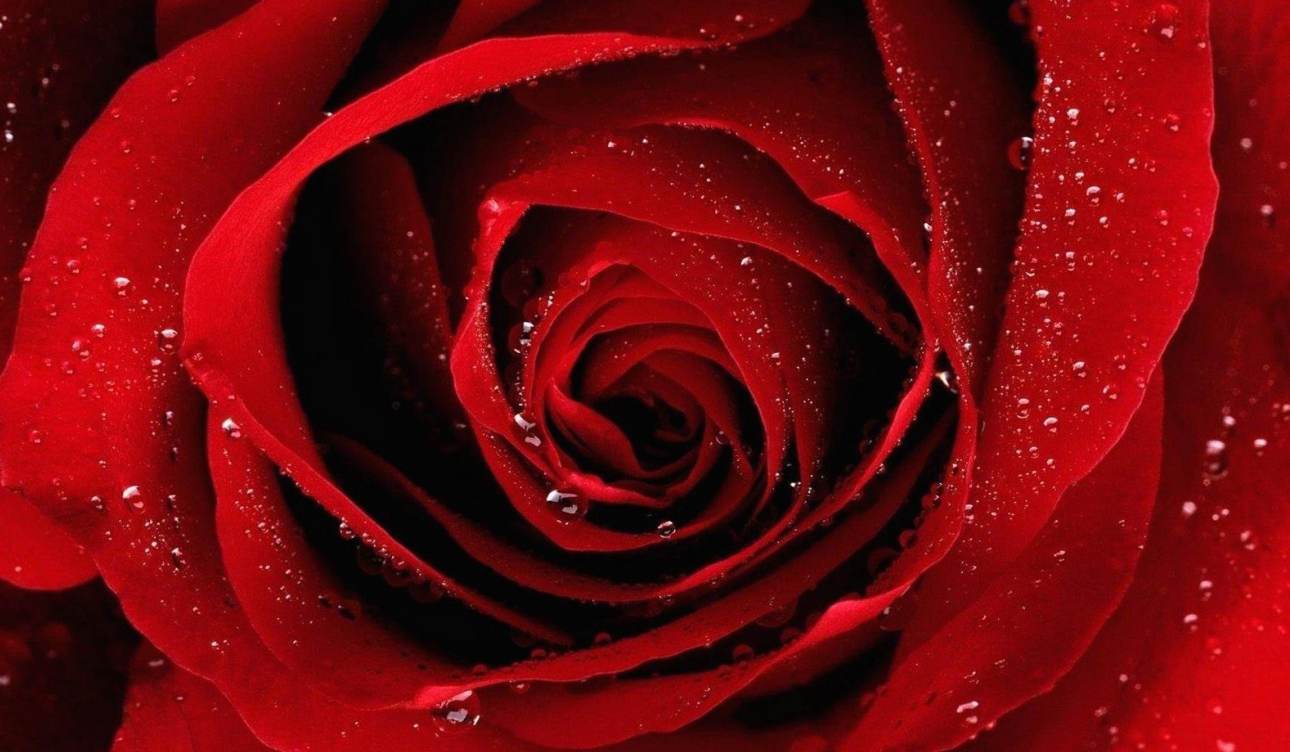 _icon_the_best_rose.