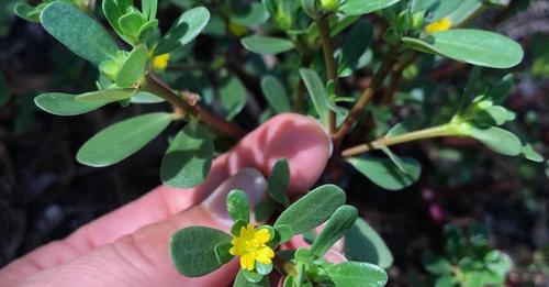 ab46a%2F1645045270424%2FPurslane-flower+smll.%3Fformat%3D1500w&cfs=1&ext=&utld=squarespace.