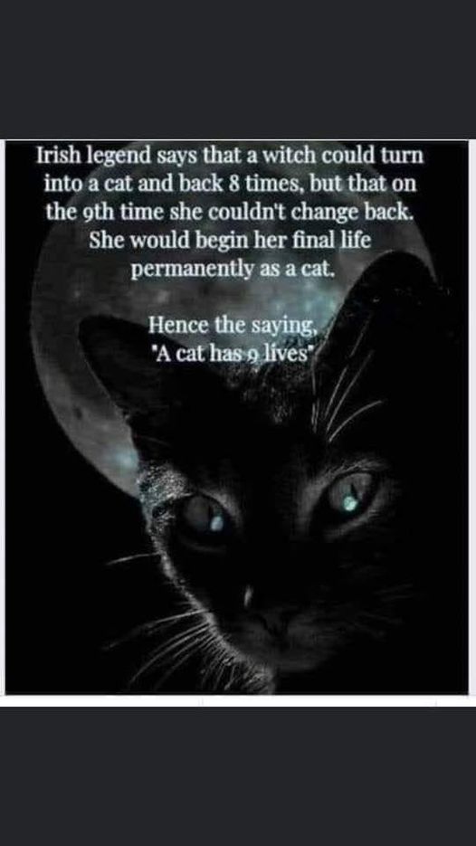 acathas9lives.