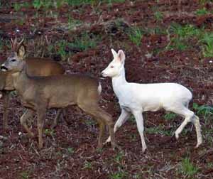albinodeer705.