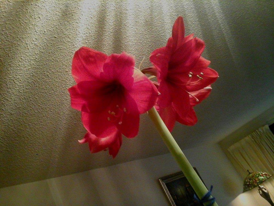 Amaryllis.