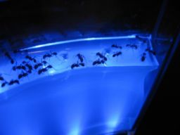 ant_farm-.20841.