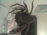 arachne-.1779.