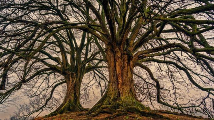 arbres.jpeg.