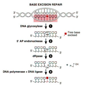 Base-Excision-Repair-296x300.