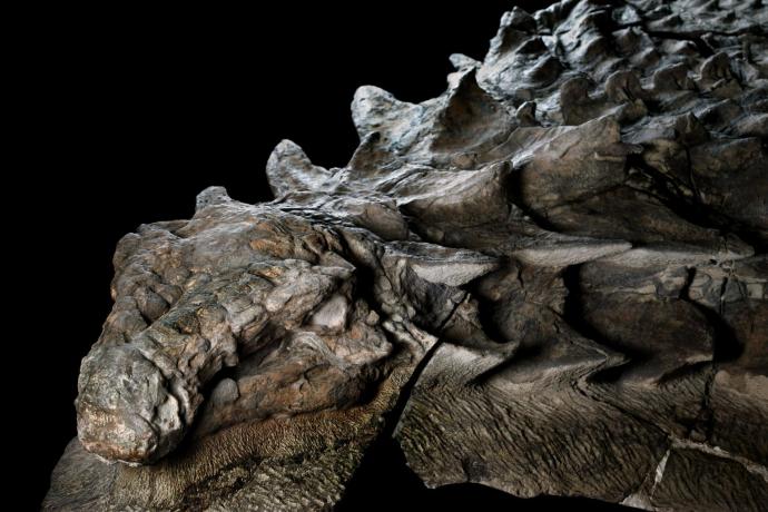 best-preserved-dinosaur-fossil-ever-found-by-miners-in-canada-314244-1.