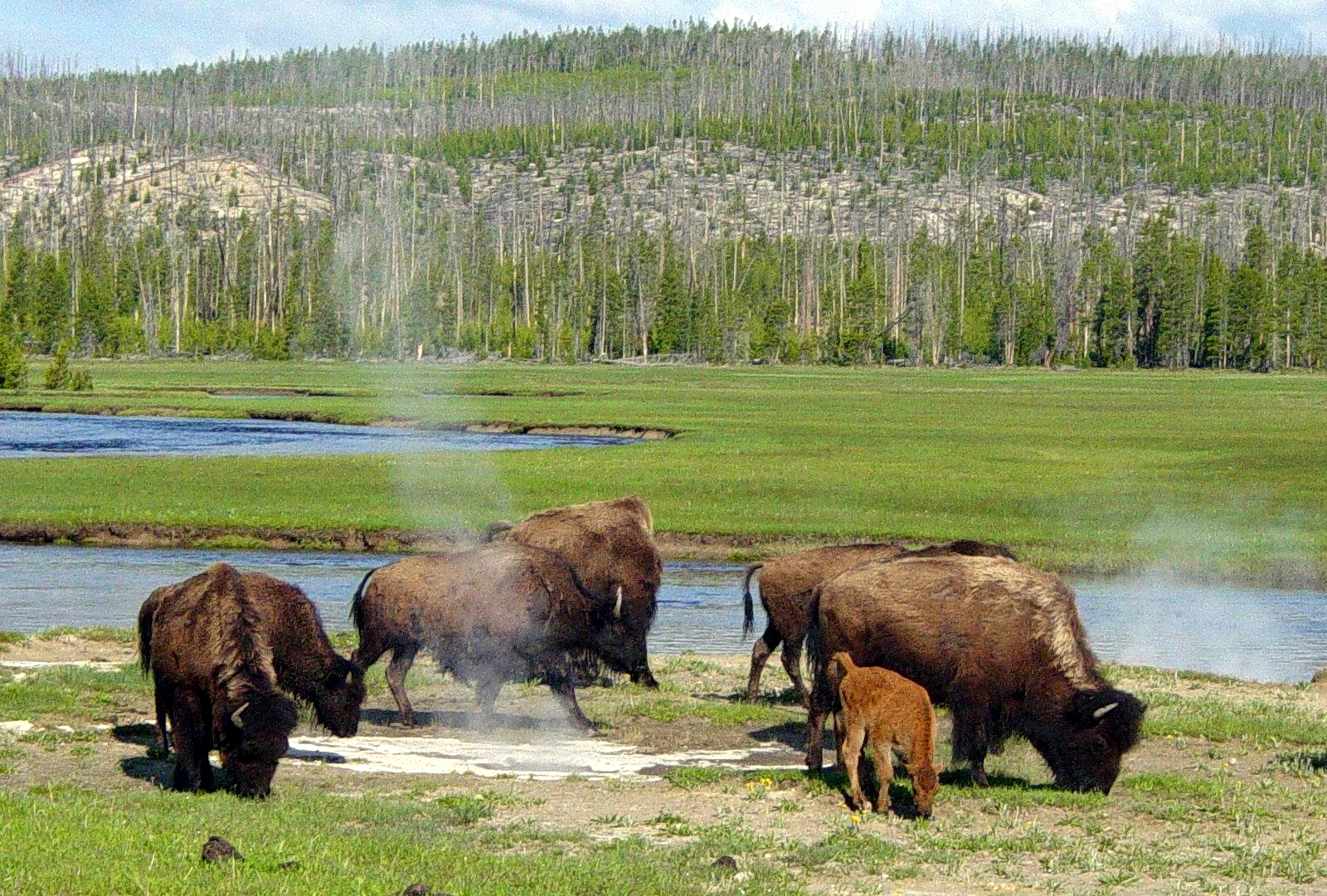 Bison_near_a_hot_spring_in_Yellowstone.JPG