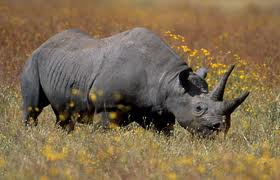 black_rhino.