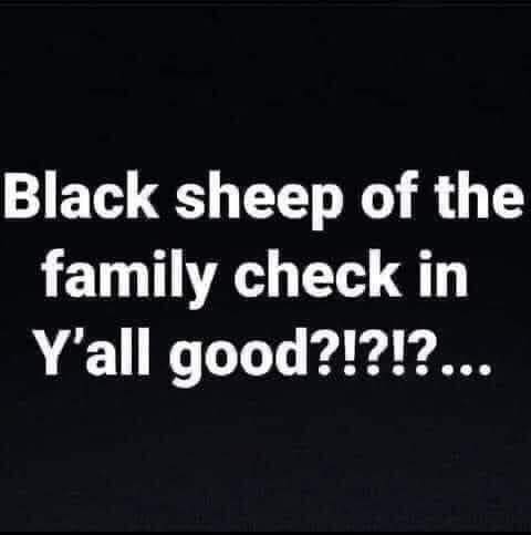 blacksheep.