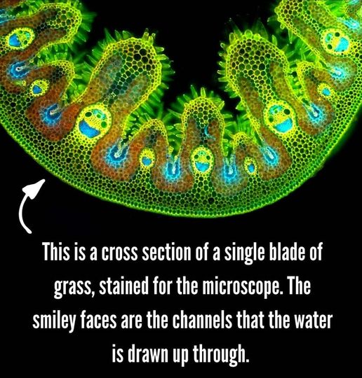 bladeofgrassSmileyFaces.