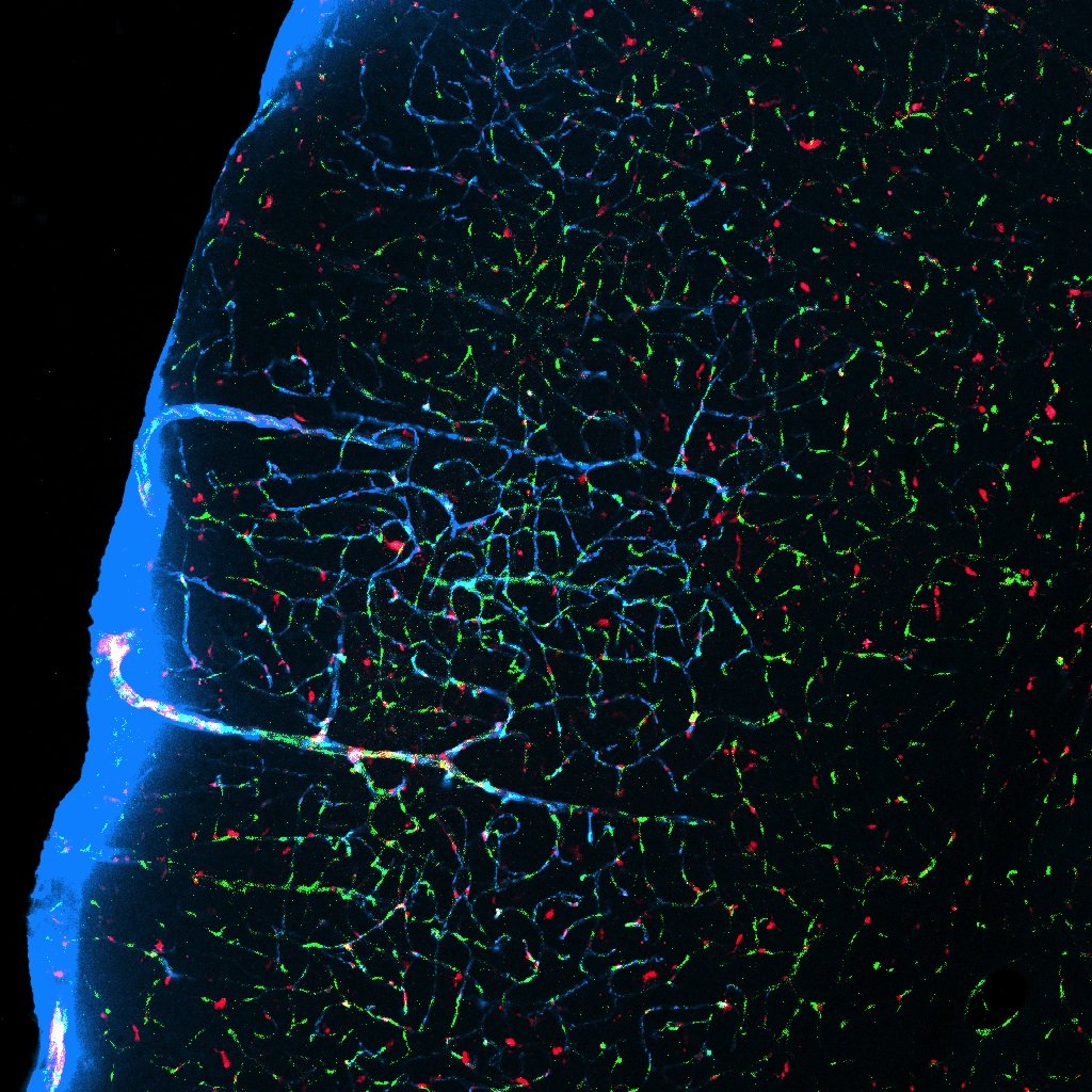 brain%20washing%20system%20.