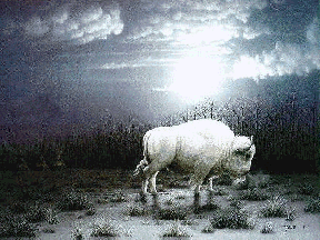 buffalo1.