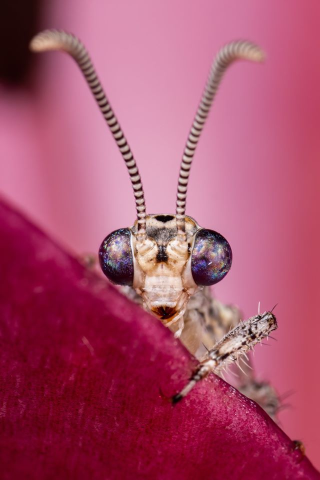 bug.