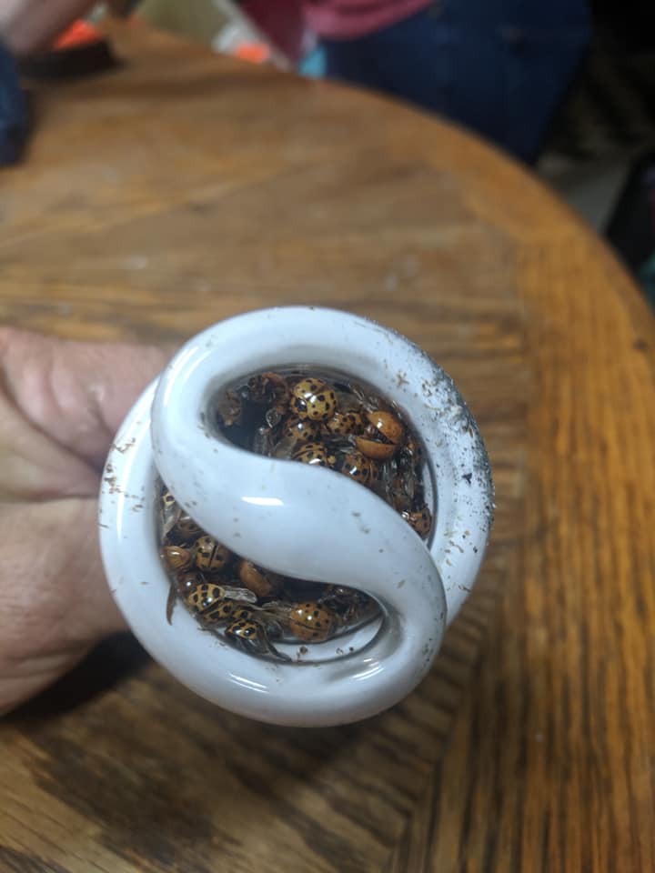 bulb1.