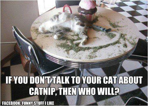 catnip2.
