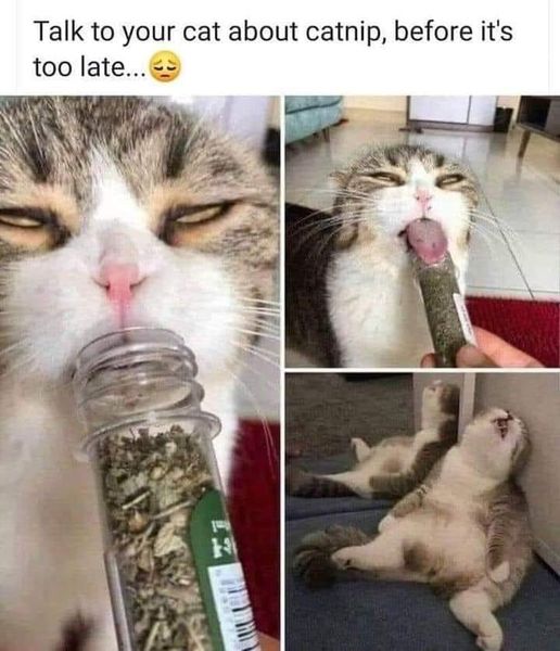 catnip3.