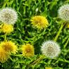 .com%2Fwp-content%2Fuploads%2F2022%2F05%2Fdandelion_facts.&fb_obo=1&utld=wp.com&stp=c0.5000x0.