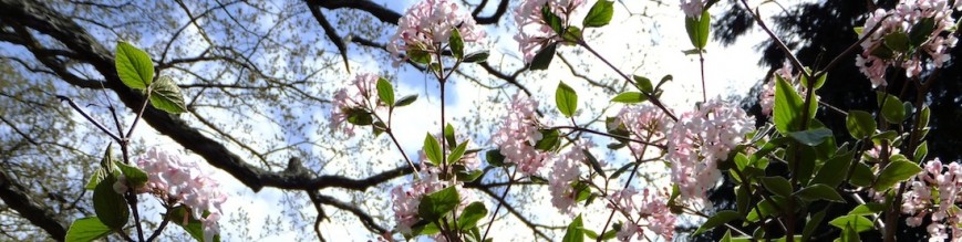 cropped-KNViburnum.