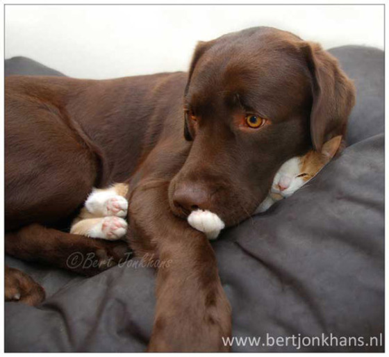 cute.1.cat.dog.bert13.