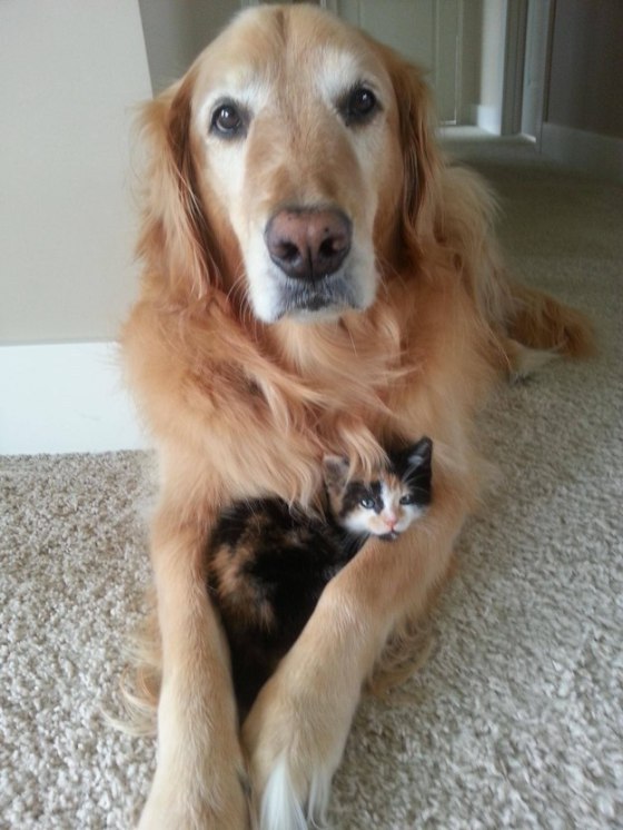 cute.1.cat.dog.enhancedbuzz17985140735901818.