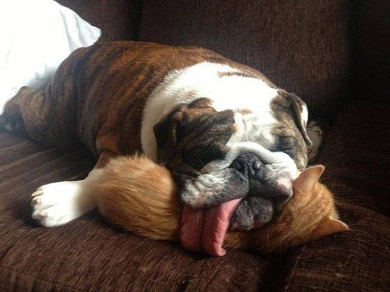 cute.1333.dog.cat.tongue.funny.12509473554_a903767937_z.