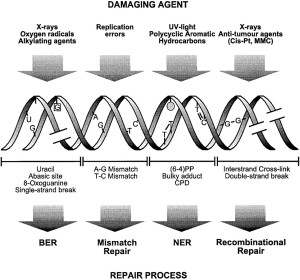damage-and-types-of-repair--300x280.
