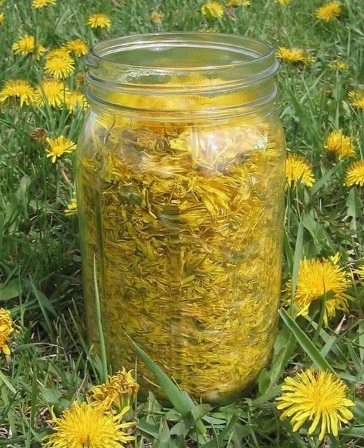 dandelion.