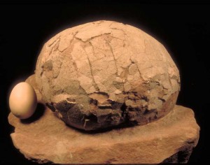 Dinosaur-Egg-vs-Chicken-Egg-300x236.