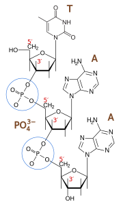 DMacks-wik-Phosphodiester_Bond_Diagram-177x300.