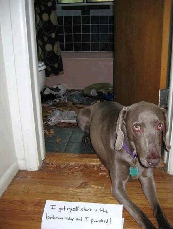 dog-shaming17.