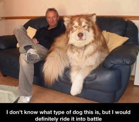 dogbattle.