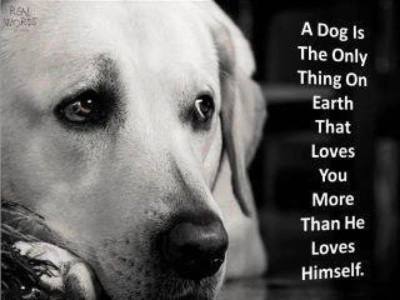 doglove.