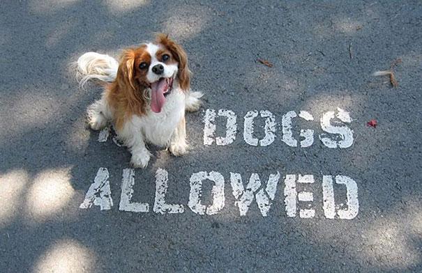 dogsallowed.
