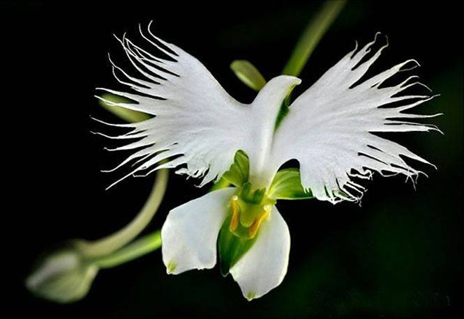 doveflower.